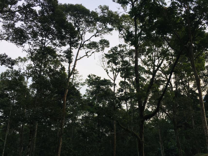 Inside monoculture durian plantation from recording station. © Nursyamin Hanis Zulkifli.