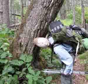 Investigating tiger mark tree.