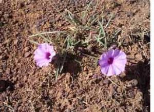 Ipomoea oenotherae, in the Morning Glory family, lives as a cryptophyte.