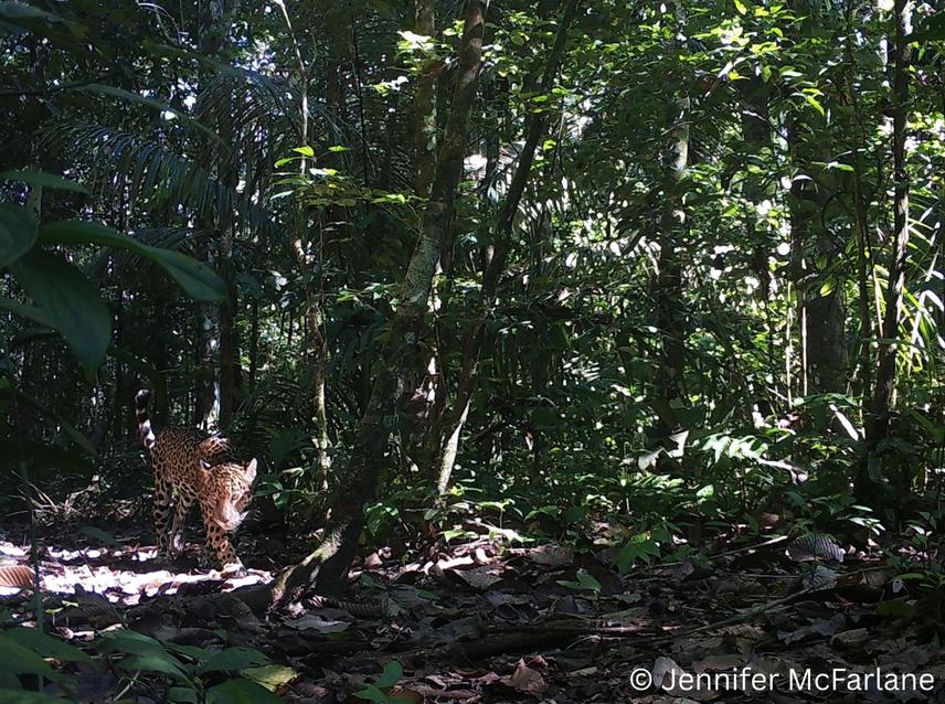 Jaguar caught on a camera trap at Cocha Cashu Biological Research Station, Manu National Park, Peru