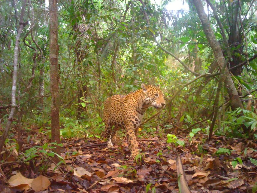 Jaguar. © Project Conecta.