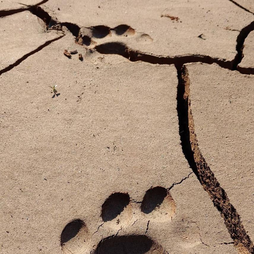 Jaguar footprint study area © María Flavia Caruso
