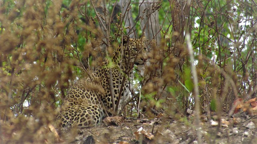 Hiding in plain sight – a leopard could hardly be seen through the invasion of Pogostemon benghalensis in the Kanha Tiger Reserve. ©Rajat Rastogi.