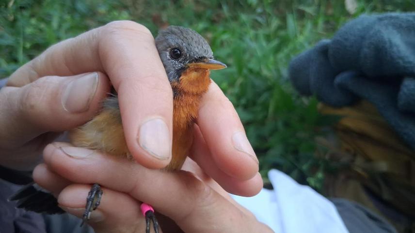 Kashmir Flycatcher - Male: Kashmir Flycatcher (sex - Male; age - After Second Year) captured to deploy multi-sensor logger along with colour ring.  Photo Credit - H S Sathya Chandra Sagar