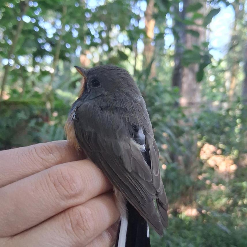 Kashmir Flycatcher (sex -Male; age - After Second Year) deployed with a multi-sensor logger.  Photo Credit - H S Sathya Chandra Sagar