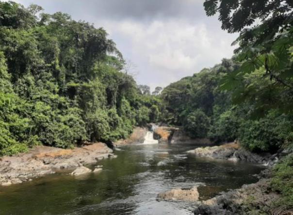 Kwa River flowing through the lush rainforest of Cross River National Park, Nigeria. The river is a vital part of the park’s hydrology and biodiversity, supporting a wide array of flora and fauna in the Oban Division.  © Chima Iheaturu