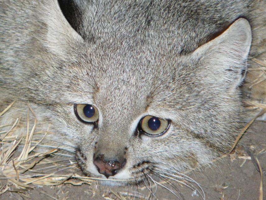 Close-up of a Pampas cat (Leopardus colocolo) in southern Buenos Aires Province, Argentina. ©GECM (Ecología Comportamental de Mamíferos Group)
