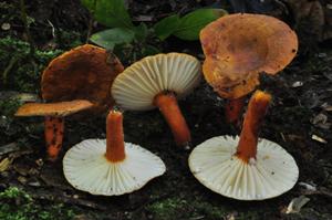 Lactarius gymnocarpus.