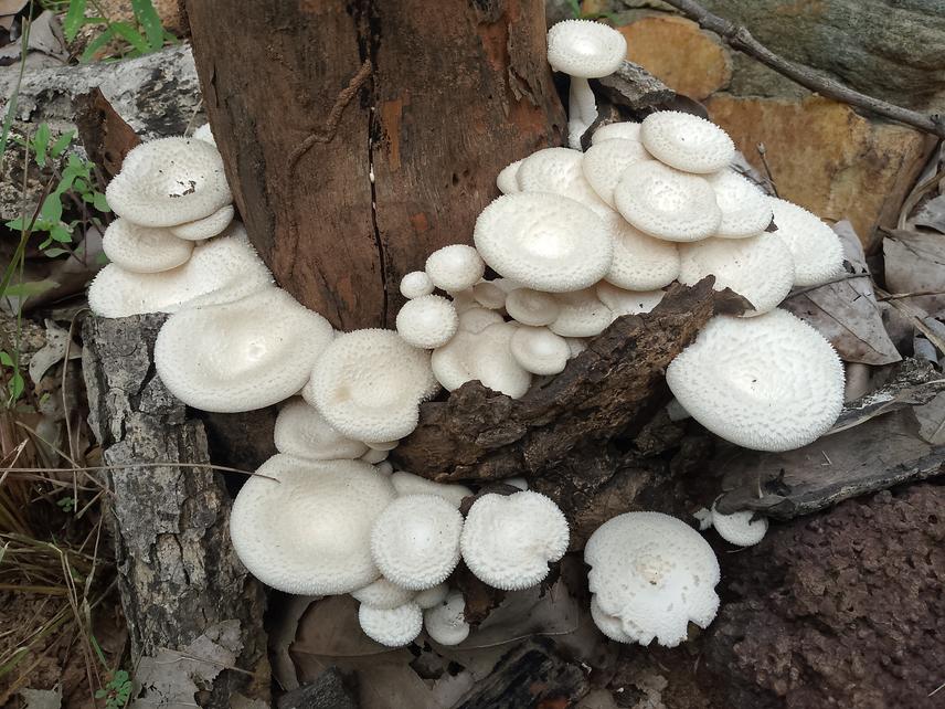 Lentinus squarrosulus