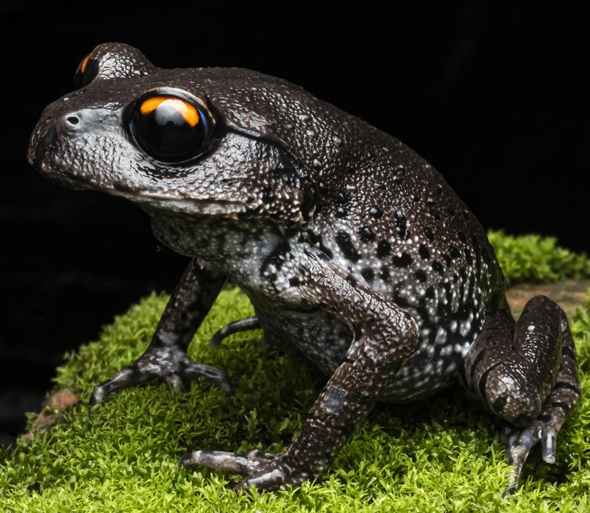 Leptobrachium smithii, Khasi Hills. ©Sanath Chandra Bohra.