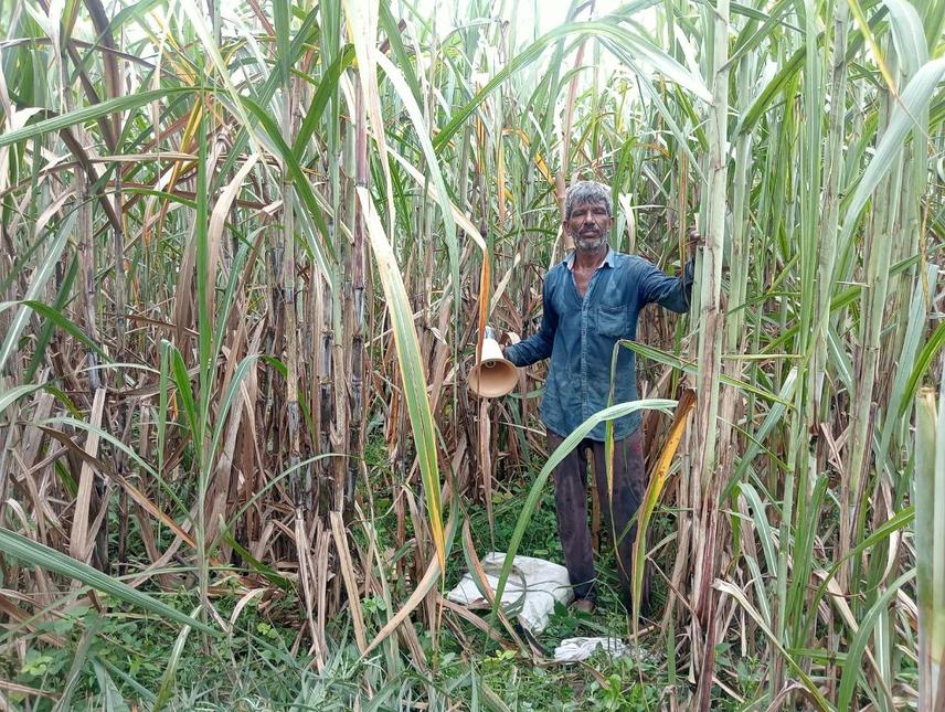 Locally adopted mitigation strategies using loudspeakers while working in tall sugarcane fields and carrying iron-spiked sticks for protection. © Shivam Chauhan