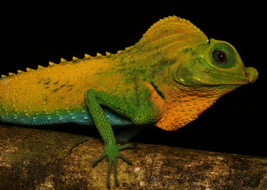 Lyre-headed lizard (Lyriocephalus scutatus). ©Shanelle A. Wikramanayake.