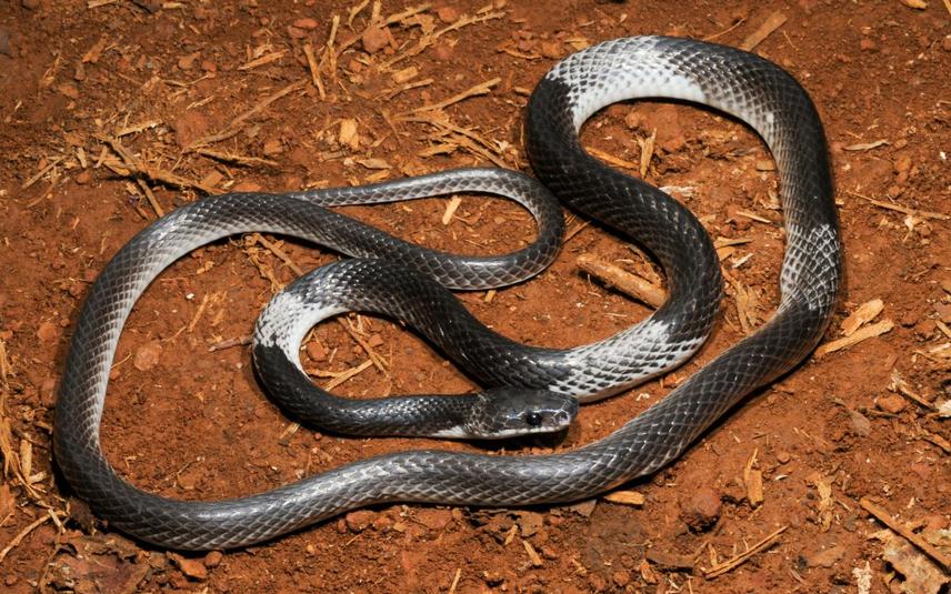 Mistaken for Kraits: The Indochinese Banded Wolf Snake (Lycodon neomaculatus) and Human–Snake Conflict in Central Vietnam. © Nikolay A. Poyarkov