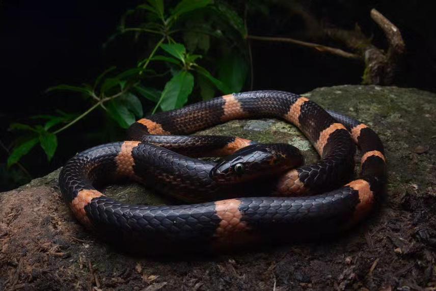 Lycodon paucifasciatus. ©Tran Phuoc Loi.