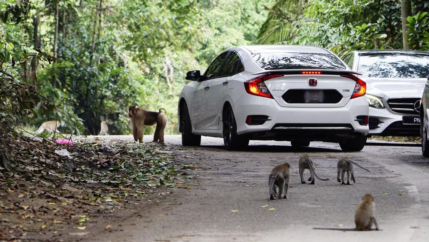 Macaques roaming along a busy road in Penang. © Langur Project Penang.