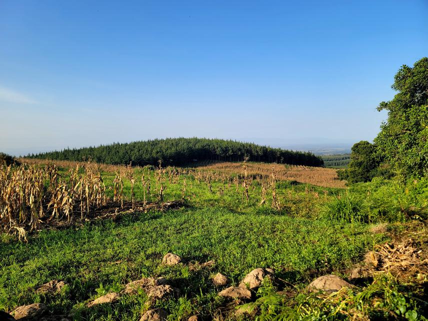 Maize farms and tree plantations on the slopes of Mt. Kilimanjaro. ©Aggrey Chitimbe.