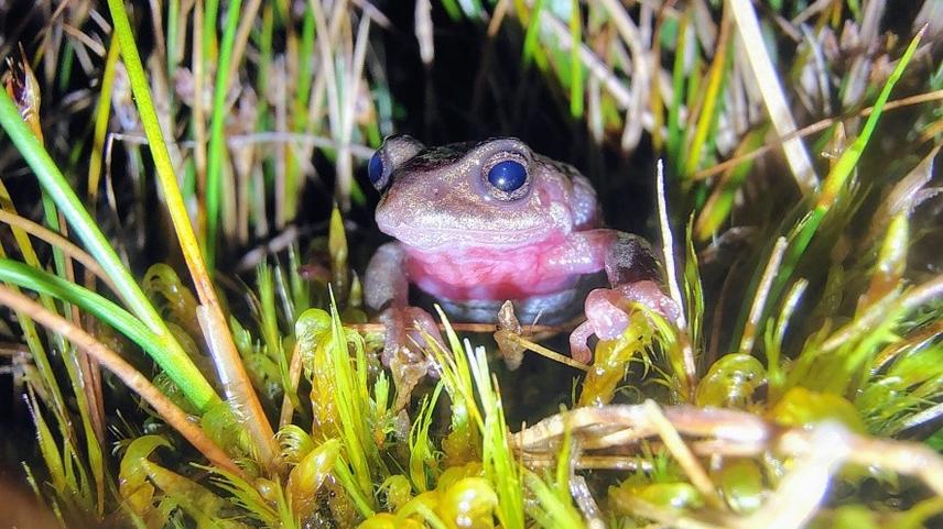Male of Pristimantis simoterus © Katalina Gutiérrez