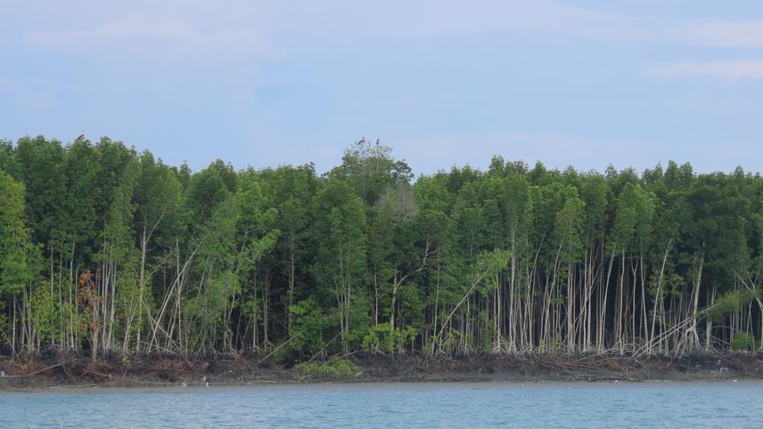 Mangrove island in the Klang district, situated at the Southern side of North-Central Selangor Coast. ©See Choon Min, Malaysian Nature Society.