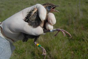 Meadowlark fledgling.
