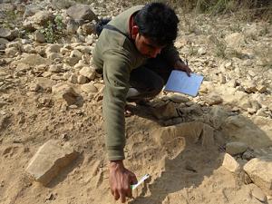 Measuring Pugmark of Hyaena.