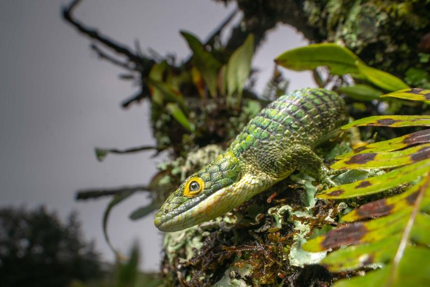 Mexican alligator lizard perched on epiphytic vegetation in Veracruz, Mexico. © Zahir Santillan / FES Iztacala