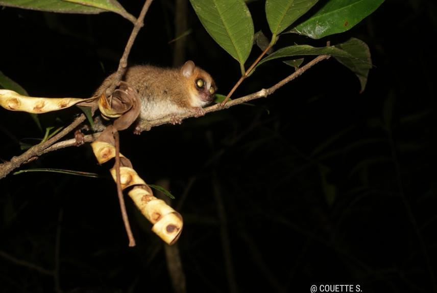 Microcebus murinus. ©Couette S.