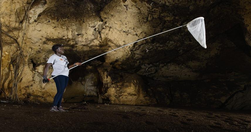 Millicent trapping bats for identification at Makuruhu cave in Watamu. ©Karel De La Cruz.