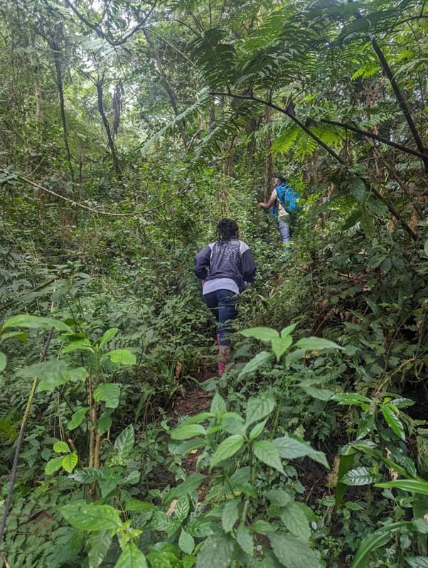 Montane forest site. ©Emmanuel Jonas, 2024.