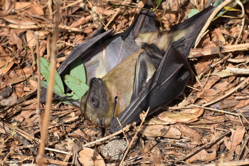 Mother bat with her pup that was brought down with a catapult at one of the roost sites (@ Dickson)