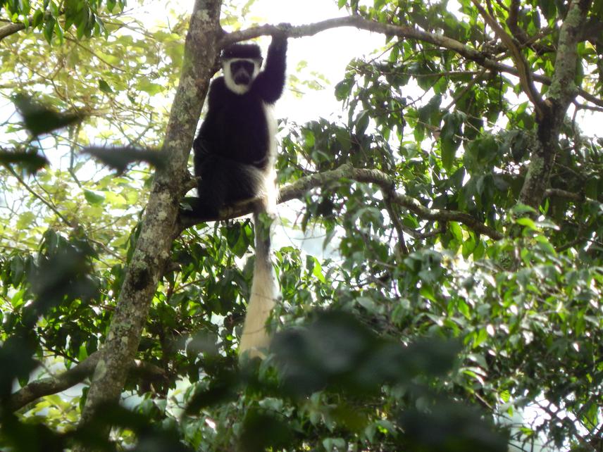 Mt. Uaraguess guereza, aka Percival’s black-and-white colobus (C. g. percivali), is found the highest peak in the Matthews Range of central Kenya. © Peter Fundi.