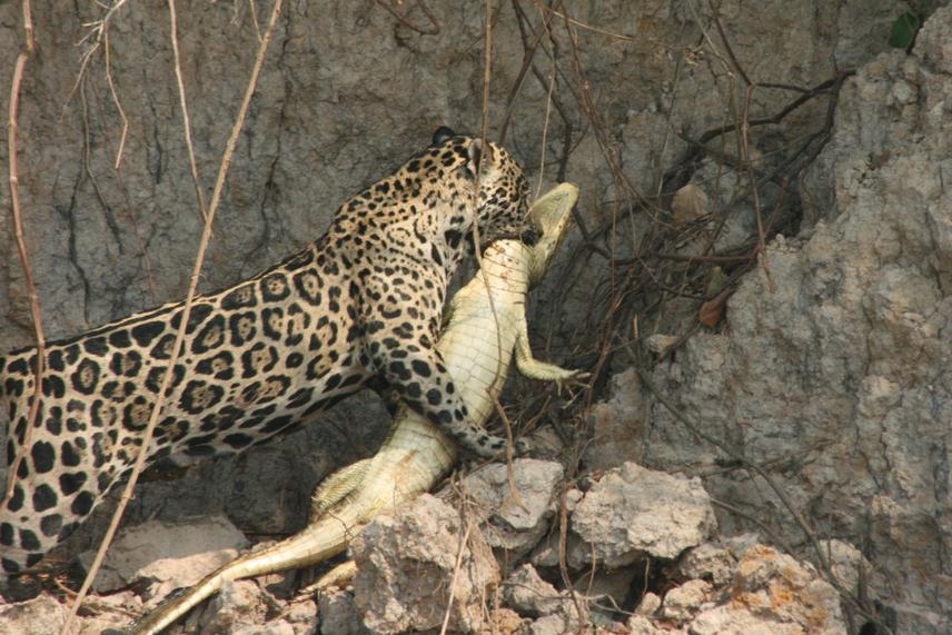 Multispecies Interactions in EASP © Photo Credit - Siavash Ghoddousi