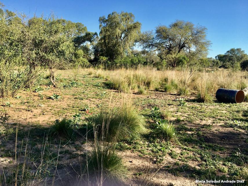Natural grassland patches dominated by Elionurus muticus (