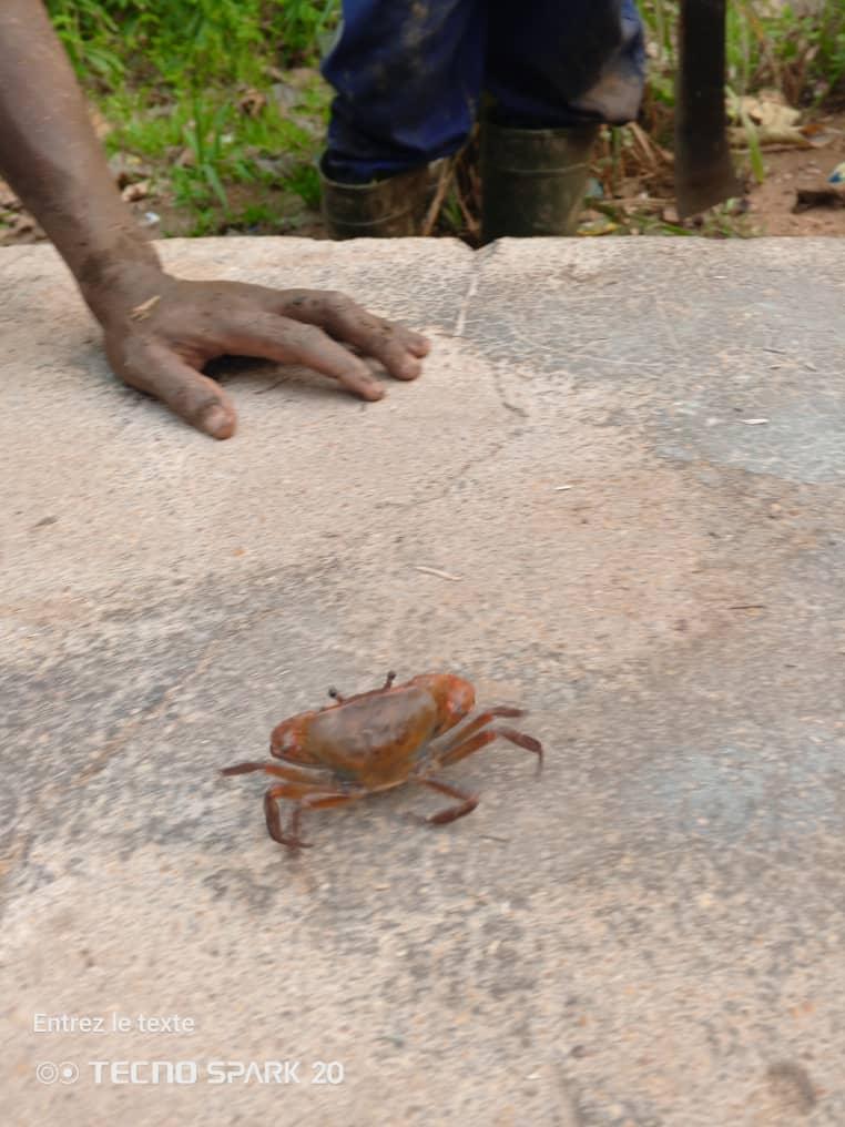 Photo of new alive Magnaoras species in the field ©Photo by Carine Rosine.