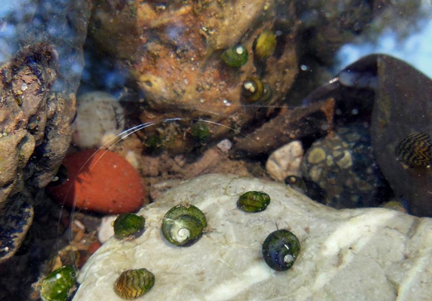 Nišava River-Prosek, Serbia - Theodoxus transversalis and Theodoxus danubialis community. ©V. Marković.