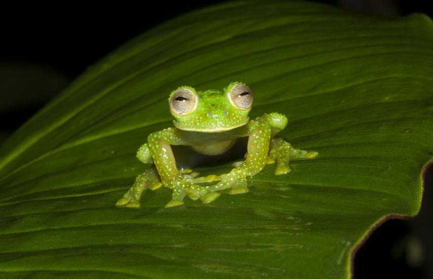Nymphargus megistus © Fundacion Calima