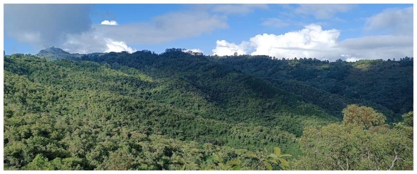 Nzaui Hill Forest Ecosystem © Justus Mulinge Munywoki
