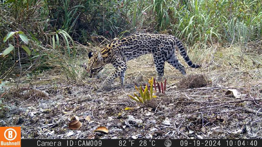 Camera trap record of an ocelot (Leopardus pardalis) in Chapada Diamantina National Park. © Bruno Fontes.