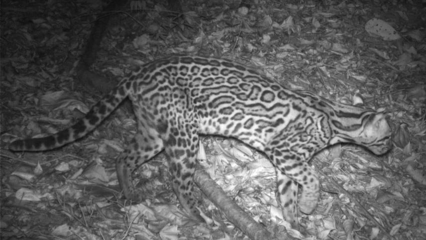 Ocelot (Leopardus pardalis) photographed by a camera trap in the Chaguaramas Peninsula, Trinidad. (c) Tyler Murray-Ramcharan