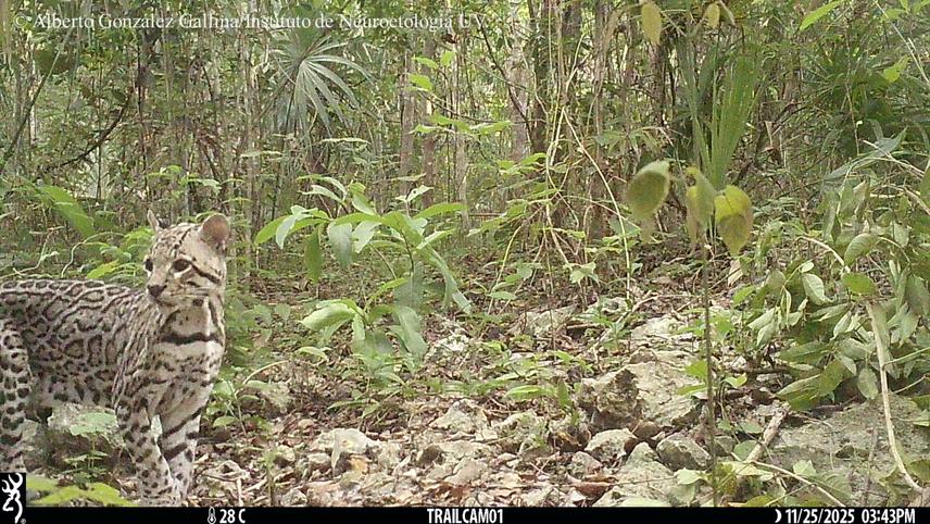 The ocelot (Leopardus pardalis) is a medium sized cat considered to be Least Concern by the IUCN but endangered by the Mexican law. (c) Alberto González Gallina.