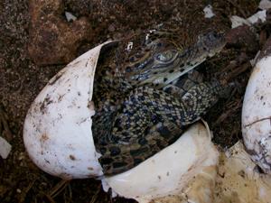 Offspring of the Cuban crocodile.