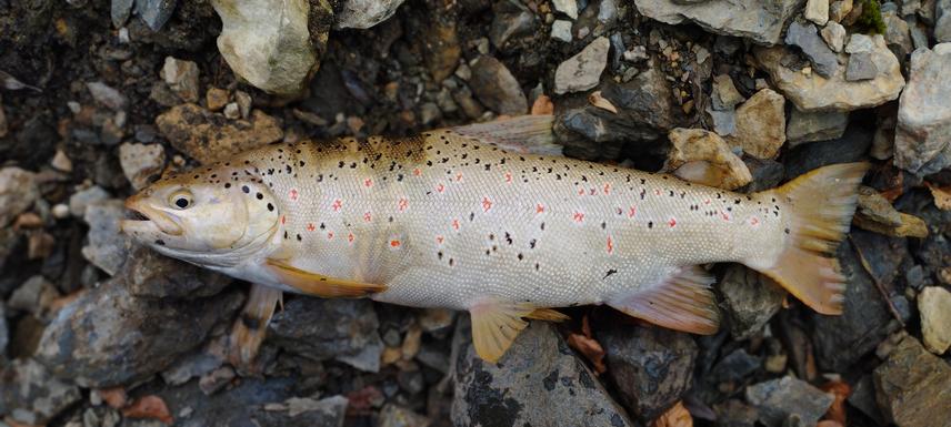 Ohrid trout (Salmo letnica) from Lisina Reservoir, Serbia. © Đorđe Gajić.