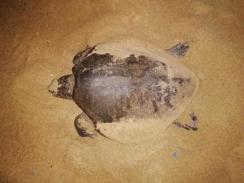 Olive ridley sea turtle nesting (Credit: WHRO Ghana)