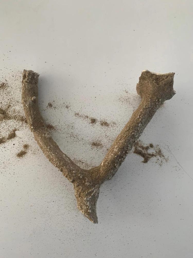Cast of a V-shape burrow created by O. cursor on a sandy beach in Antalya. ©MRG.