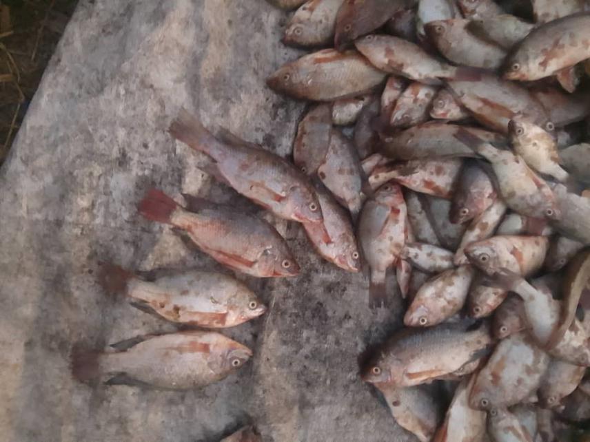 Oreochromis rukwaensis landed soon at Ilanga landing site. Lake Rukwa, Tanzania. @Julius Assam.