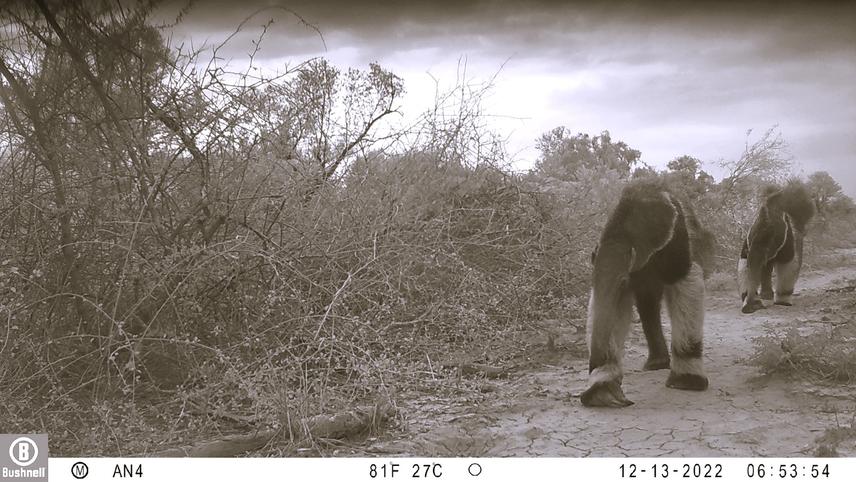 Two giant anteaters recorded by our camera-traps in the area. © Sofia Nanni.
