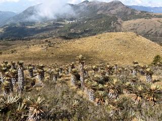 Overview of the sampling station in the Guantiva- La Rusia Páramo Complex: This image illustrates the habitat heterogeneity characterized by dense Espeletia populations and highland wetlands. © Juanita Rodriguez Serrano
