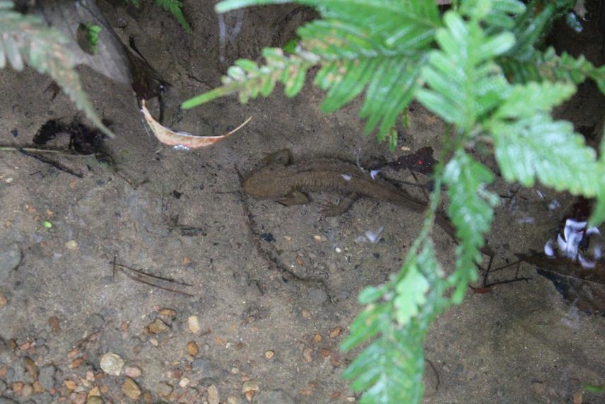 Paramesotriton guangxiensis. ©Trần Văn Dũng.