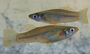 Pareja típica de G. punctata. Macho arriba; hembra debajo.