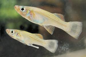 Pareja típica de G. rhizophorae. Macho debajo; hembra arriba.