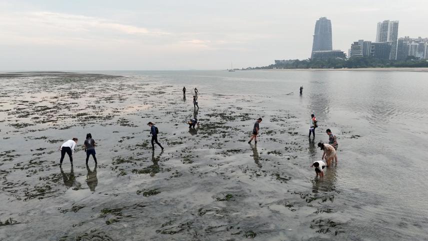 Participants and the Save Our Seahorses Malaysia team searching for seahorses across the seagrass bed during low tide at Merambong Shoal © Leh Kah Meng